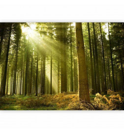 Fototapet - Pine forest – dense woodland in morning sunlight
