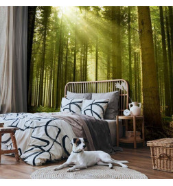 Fotobehang - Pine forest – dense woodland in morning sunlight