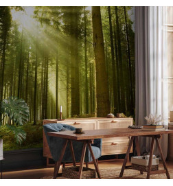 Wall Mural - Pine forest – dense woodland in morning sunlight