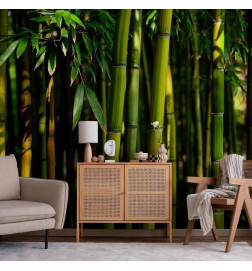 Fototapete - Eucalyptus alley – bamboo grove in juicy green tone