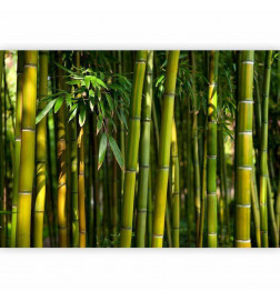 Carta da parati - Eucalyptus alley – bamboo grove in juicy green tone