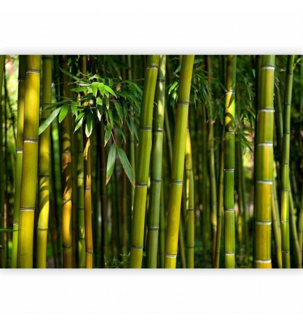 Wall Mural - Eucalyptus alley – bamboo grove in juicy green tone