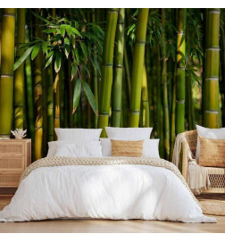 Wall Mural - Eucalyptus alley – bamboo grove in juicy green tone