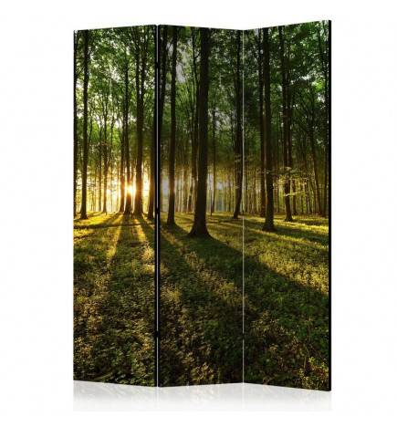 124,00 € Room Divider - Morning in the Forest [Room Dividers]