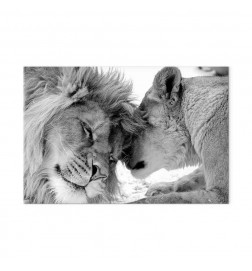 Canvas Print - Lions Love