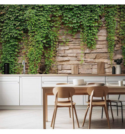 Fototapeta - Ivy wall