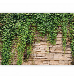 Fototapete - Ivy wall