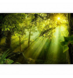 Fototapete - In a Secret Forest