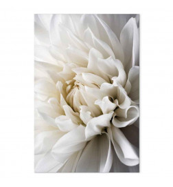 Seinapilt - White Dahlia