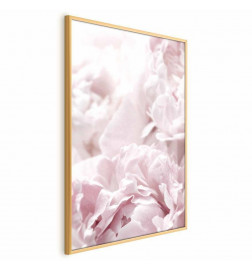 Poster - Fluffy Peonies