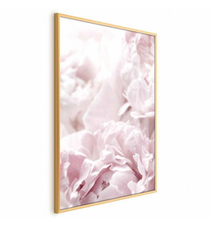 Poster - Fluffy Peonies