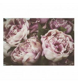 Plakatas - Pink Peonies