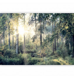 Fototapeta - Tales of a Forest