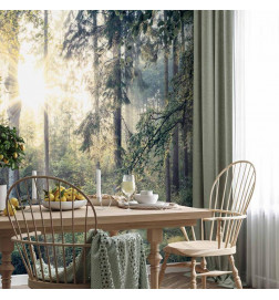 Wall Mural - Tales of a Forest