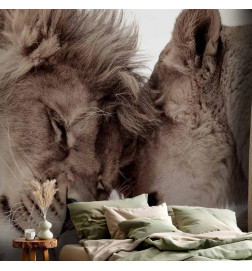 Fototapete - Lion Tenderness (Sepia)