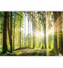 Fotomural - Forest Tales