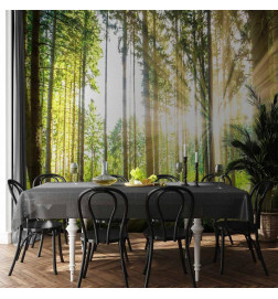 Fototapeet - Forest Tales