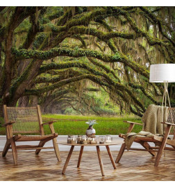 Wall Mural - Tree embrace