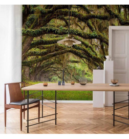 Wall Mural - Tree embrace