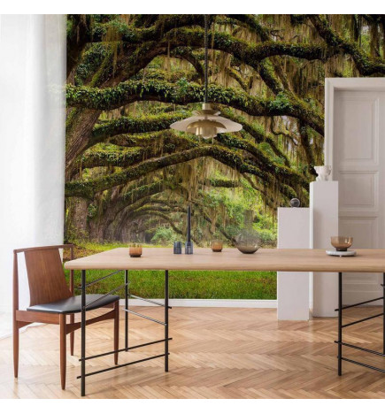 Fotobehang - Tree embrace