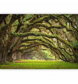 Wall Mural - Tree embrace