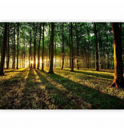 Wall Mural - Mystical Morning