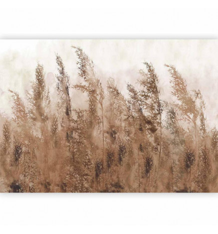 Fototapete - Tall Grasses - Brown