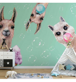 Fototapeta - Crazy Llamas