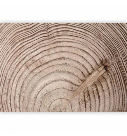 Papier peint - Wood grain
