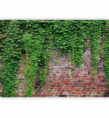 Foto tapete - Brick and ivy