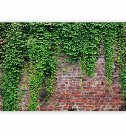 Fototapeet - Brick and ivy