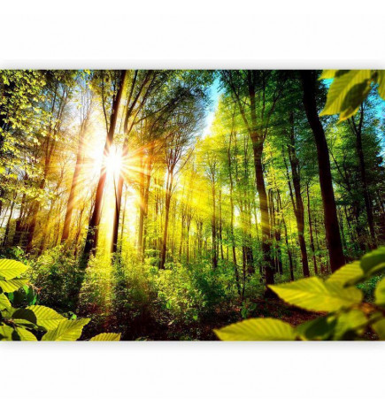 Carta da parati - Forest Hideout