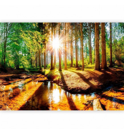 Fototapetas - Marvelous Forest