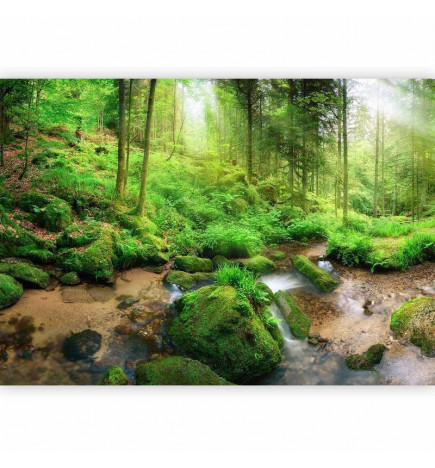 Fototapete - Humid Forest