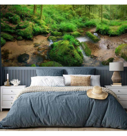 Fototapeet - Humid Forest