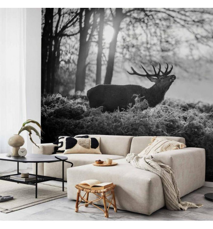 Foto tapete - Deers in the Morning