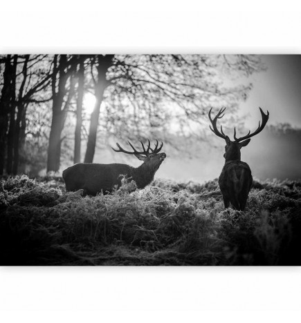 Fototapeet - Deers in the Morning