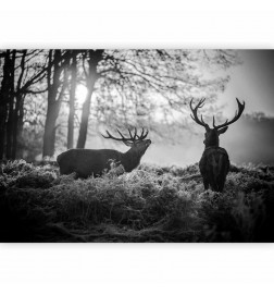 Fotobehang - Deers in the Morning