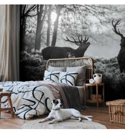 Fototapet - Deers in the Morning