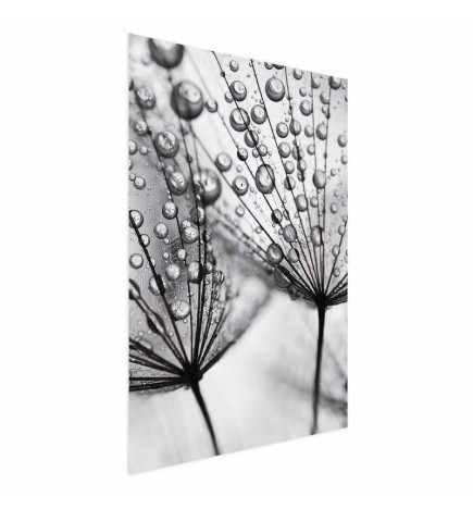 Plakatas - Macro Dew