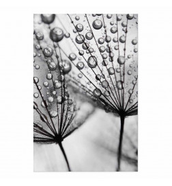 Plakāts - Macro Dew