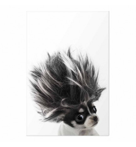 Plakatas - Chihuahua