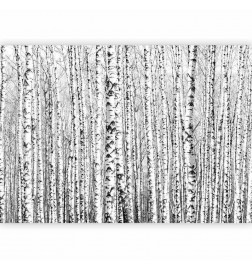 Fototapet - Birch forest