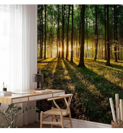 Carta da parati - Spring: Morning in the Forest