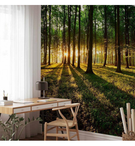 Fototapet - Spring: Morning in the Forest