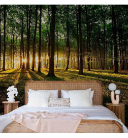 Fototapete - Spring: Morning in the Forest