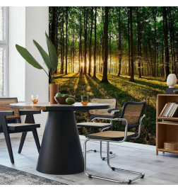 Fototapetas - Spring: Morning in the Forest