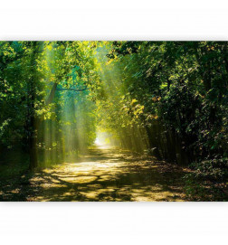 Fototapet - Road in Sunlight