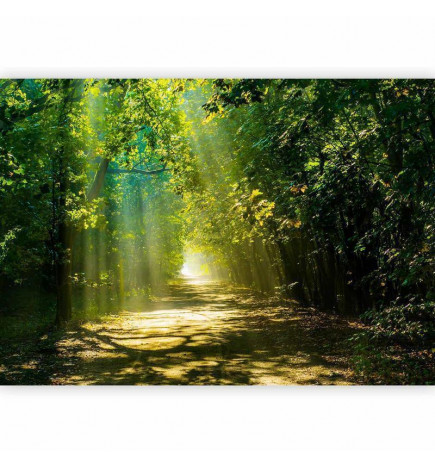 Carta da parati - Road in Sunlight