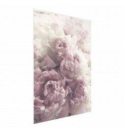 Plakāts - Delicate Peonies